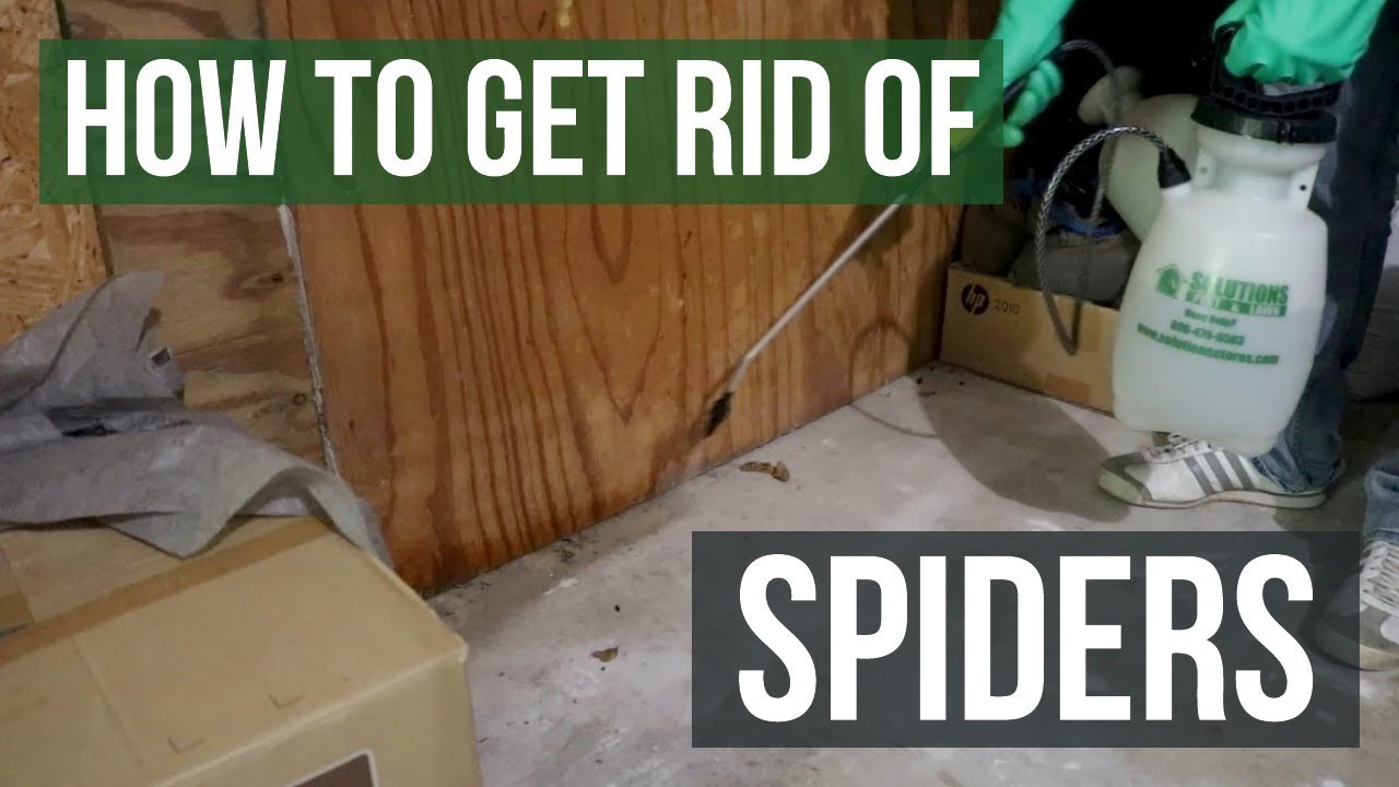How to Get Rid of Spiders Guaranteed (4 Easy Steps)