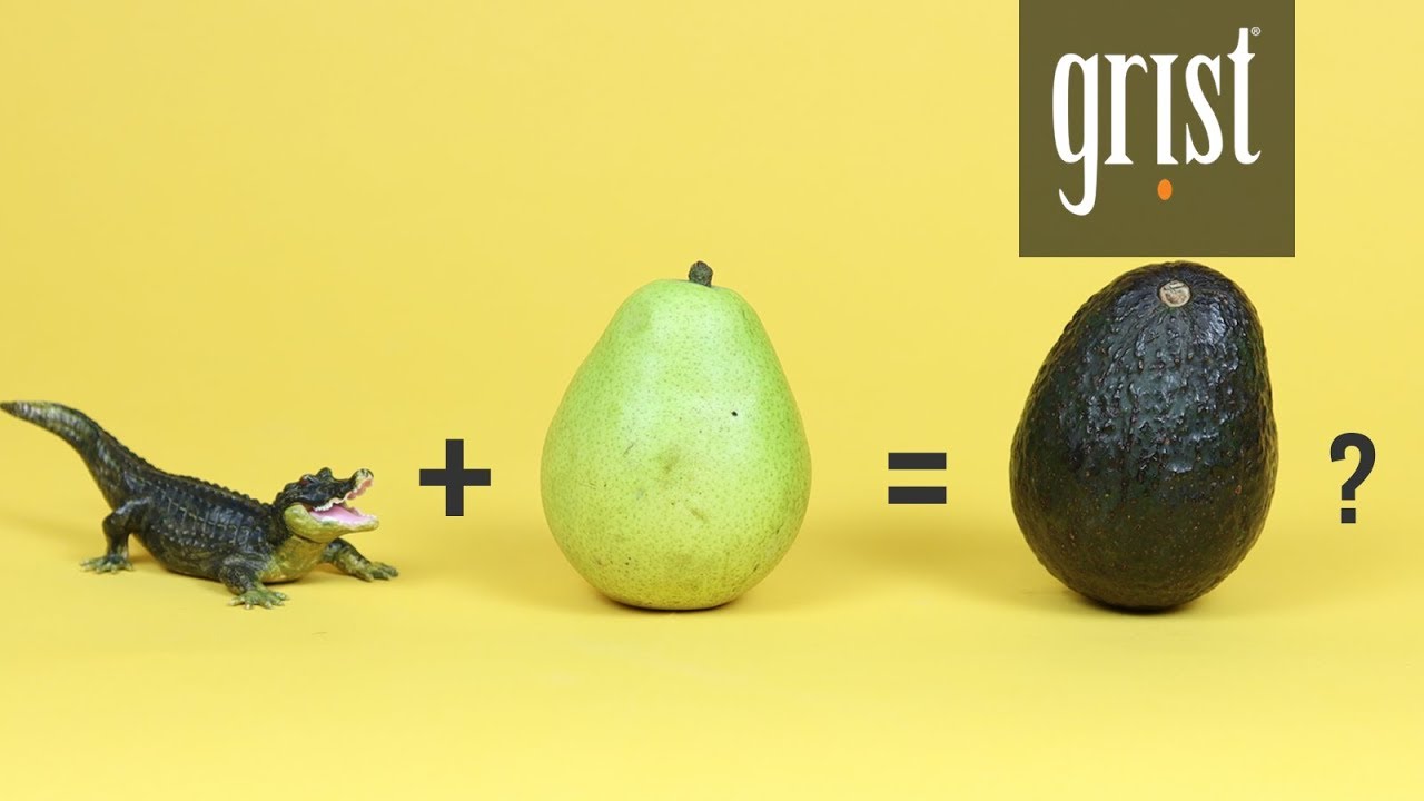 Why the avocado was nearly called the 'alligator pear'