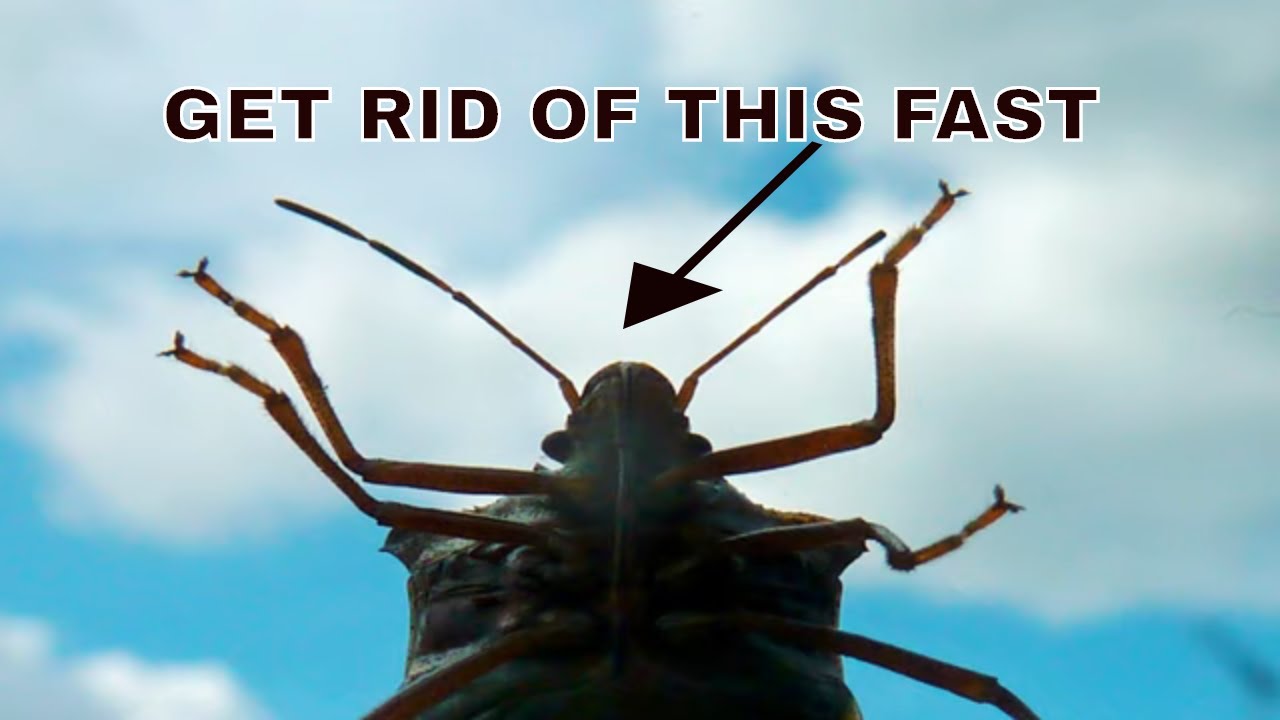 How to get rid of stink bugs naturally
