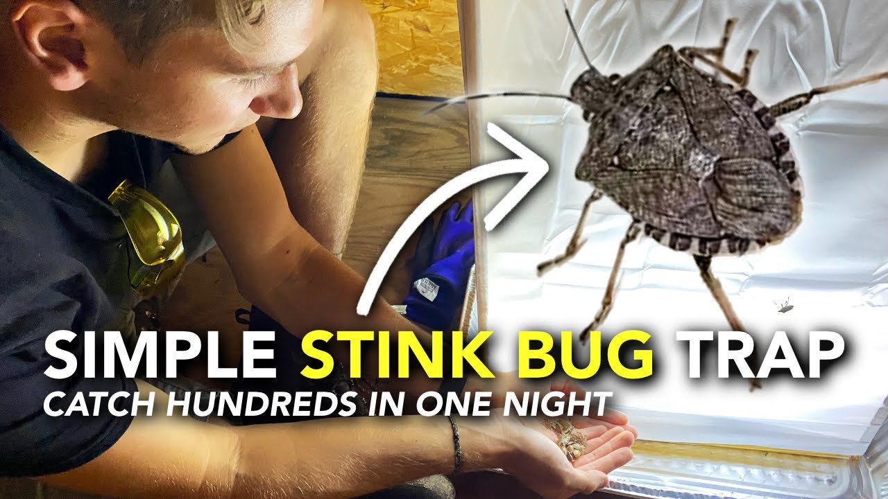 How We Got Rid of Stink Bugs | Easy DIY Brown Marmorated Stink Bug Trap