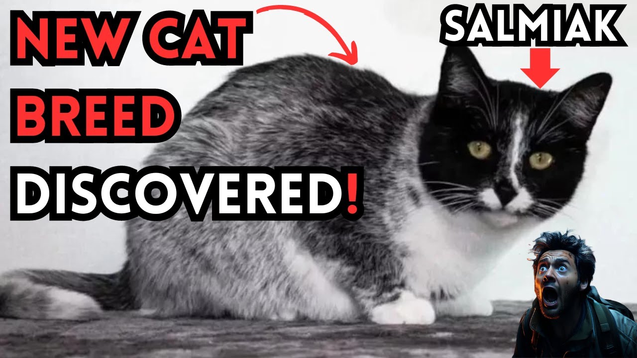 NEW CAT BREED DISCOVERED! MEET THE SALMIAK CAT🐱