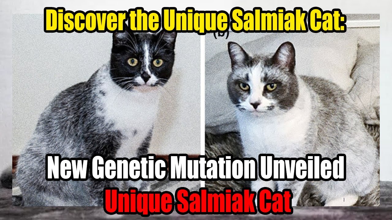 Discover the Unique Salmiak Cat: New Genetic Mutation Unveiled!