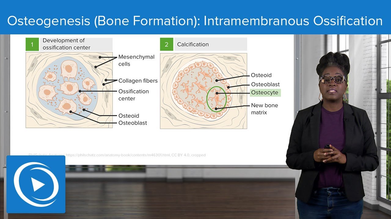Osteogenesis (Bone Formation): Intramembranous Ossification – Physiology | Lecturio Nursing